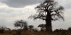 Tanzanie - 2010-09 - 350 - Tarangire - Baobab